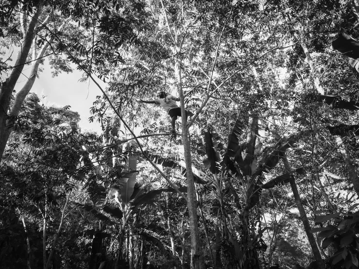 a large group of trees with birds perched on it