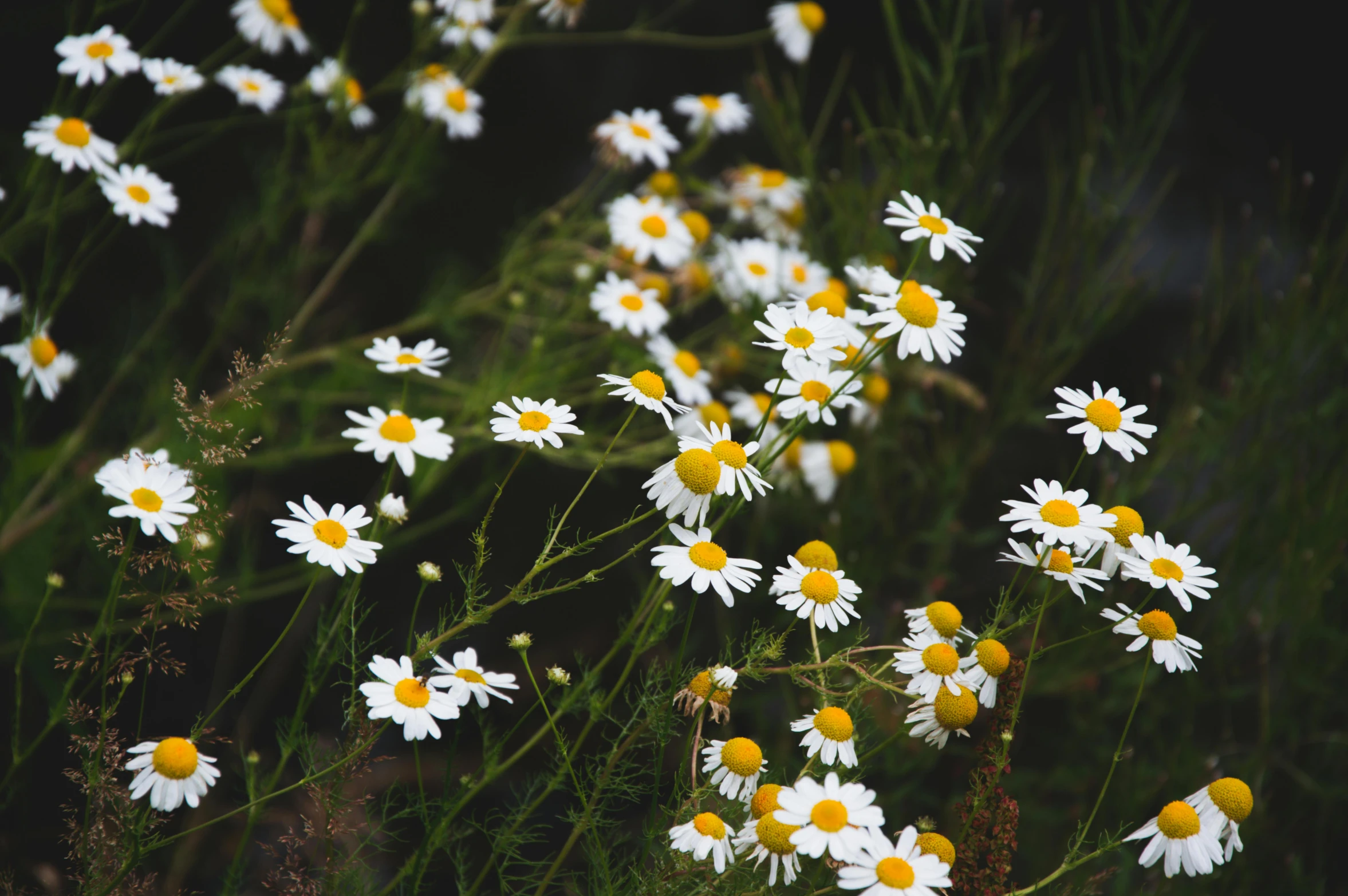 a group of daisies in a field full of green grass