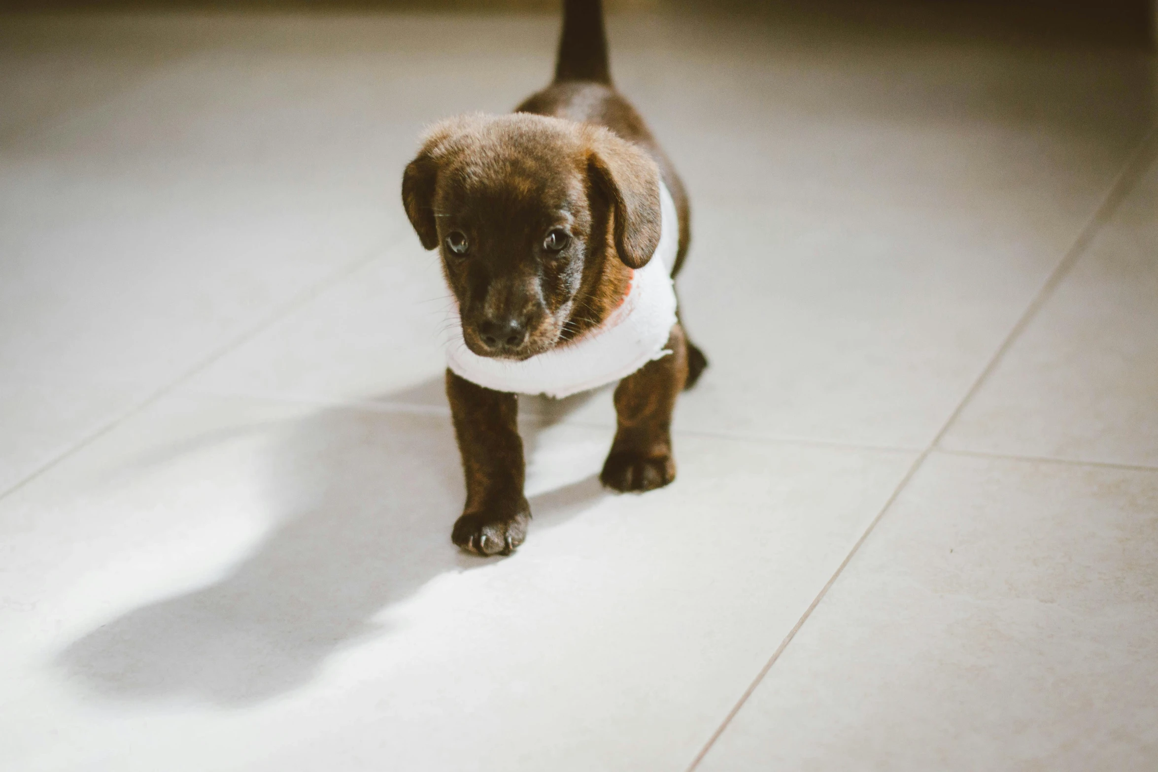 an adorable little dog with white collar standing on the floor