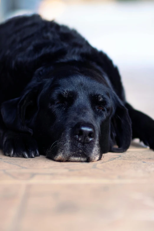 a black dog is lying down on a brick sidewalk