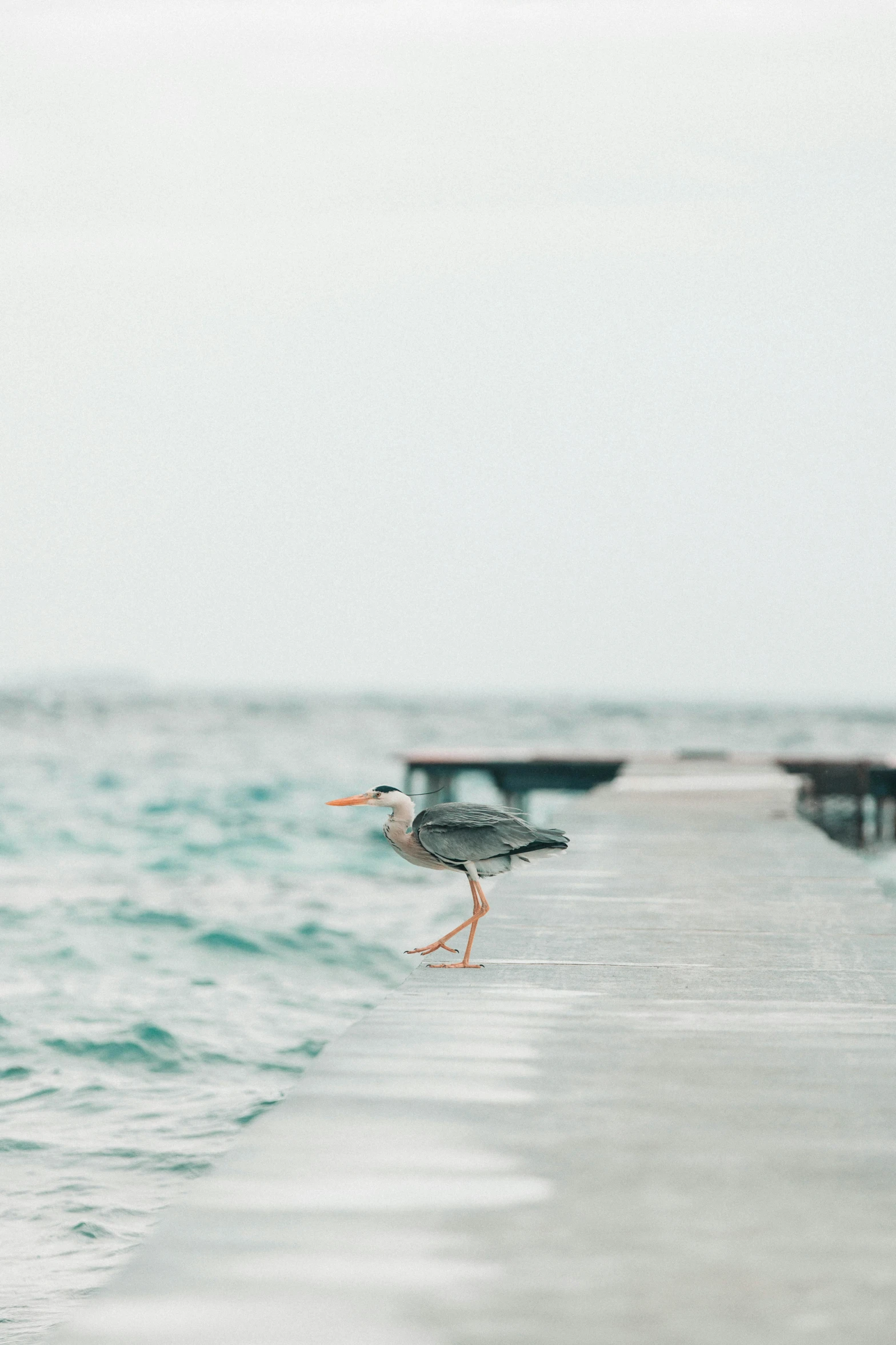 there is a bird standing on a dock by the ocean