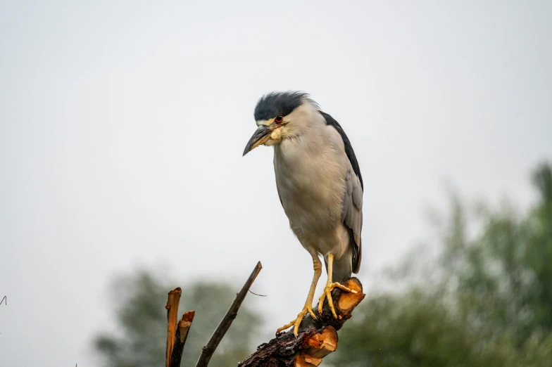 a bird standing on a tree limb with it's long beak