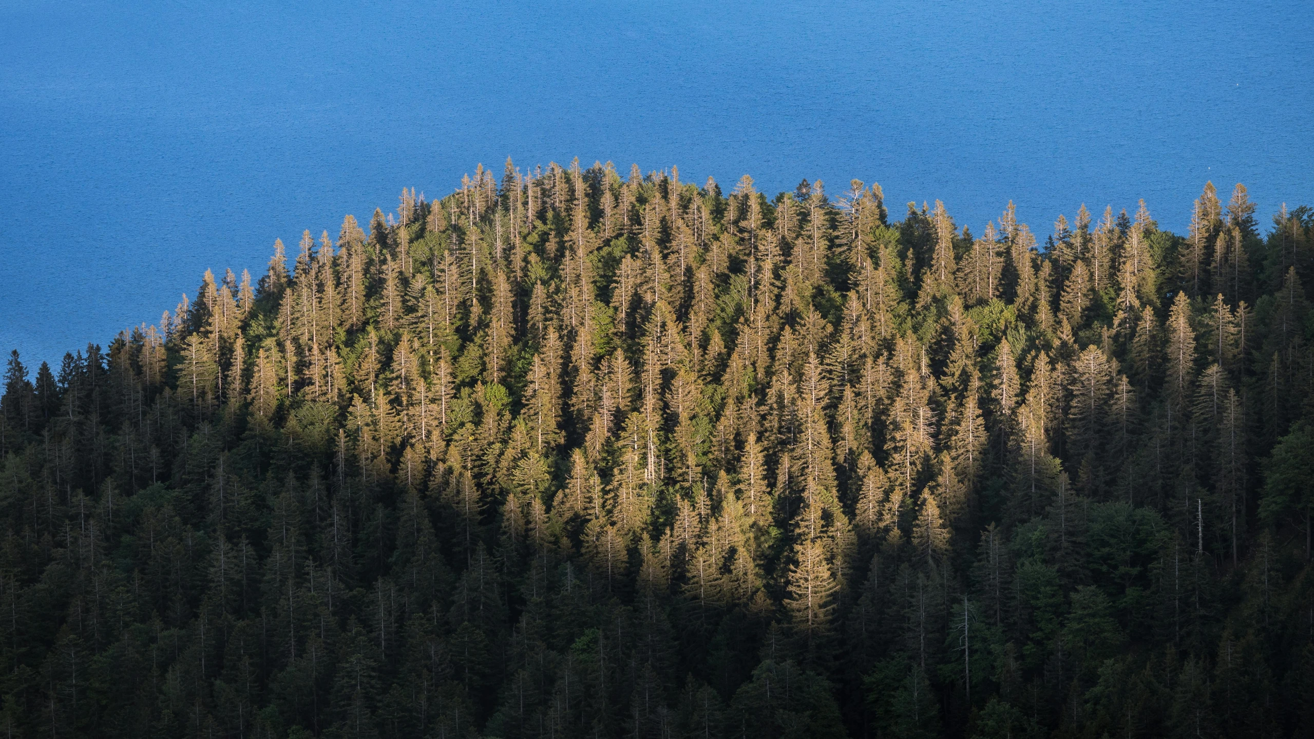 a mountain with many trees on the top