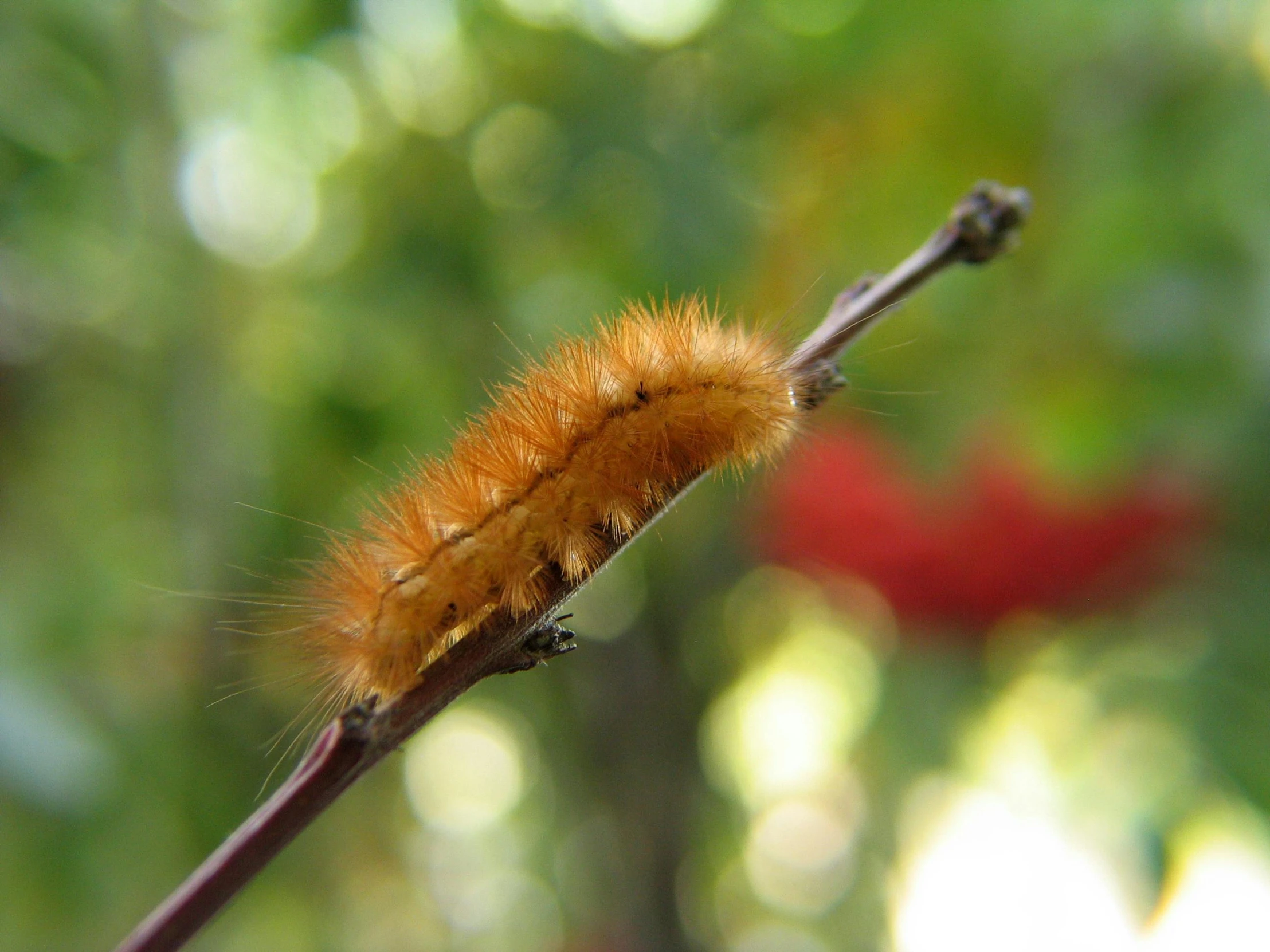 a close up view of the caterpillars on the tree