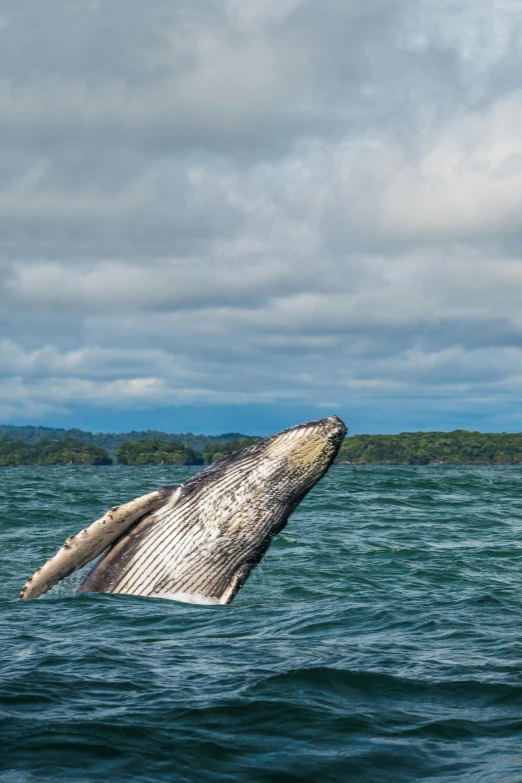 a whale is jumping from the water near a shore