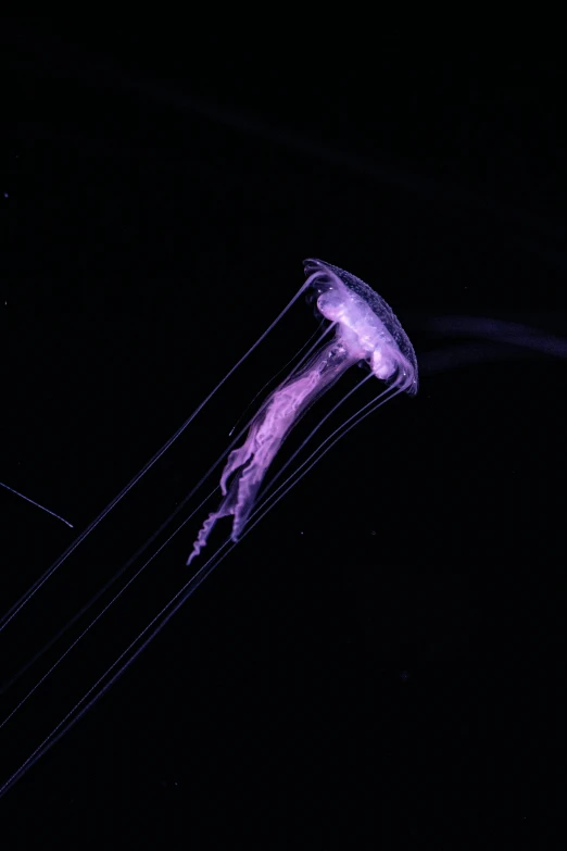 some pink jelly fish floating in the water