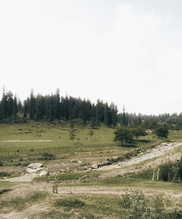 a rural field with trees in the distance