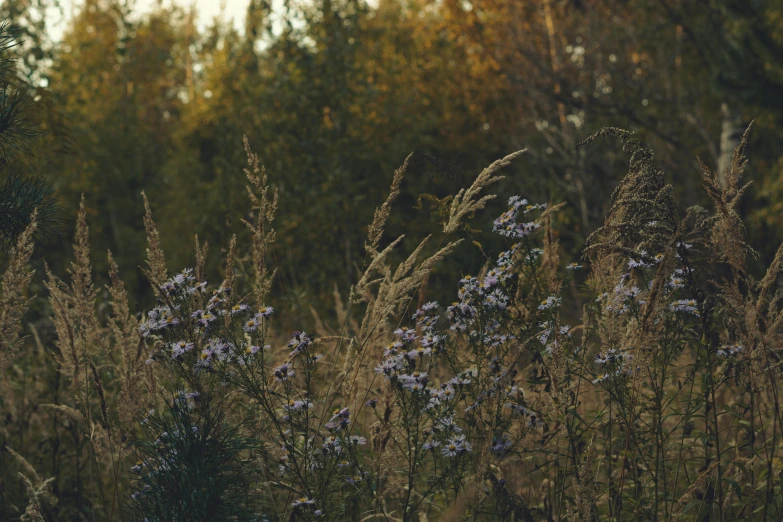 the blue flowers are growing on the plants