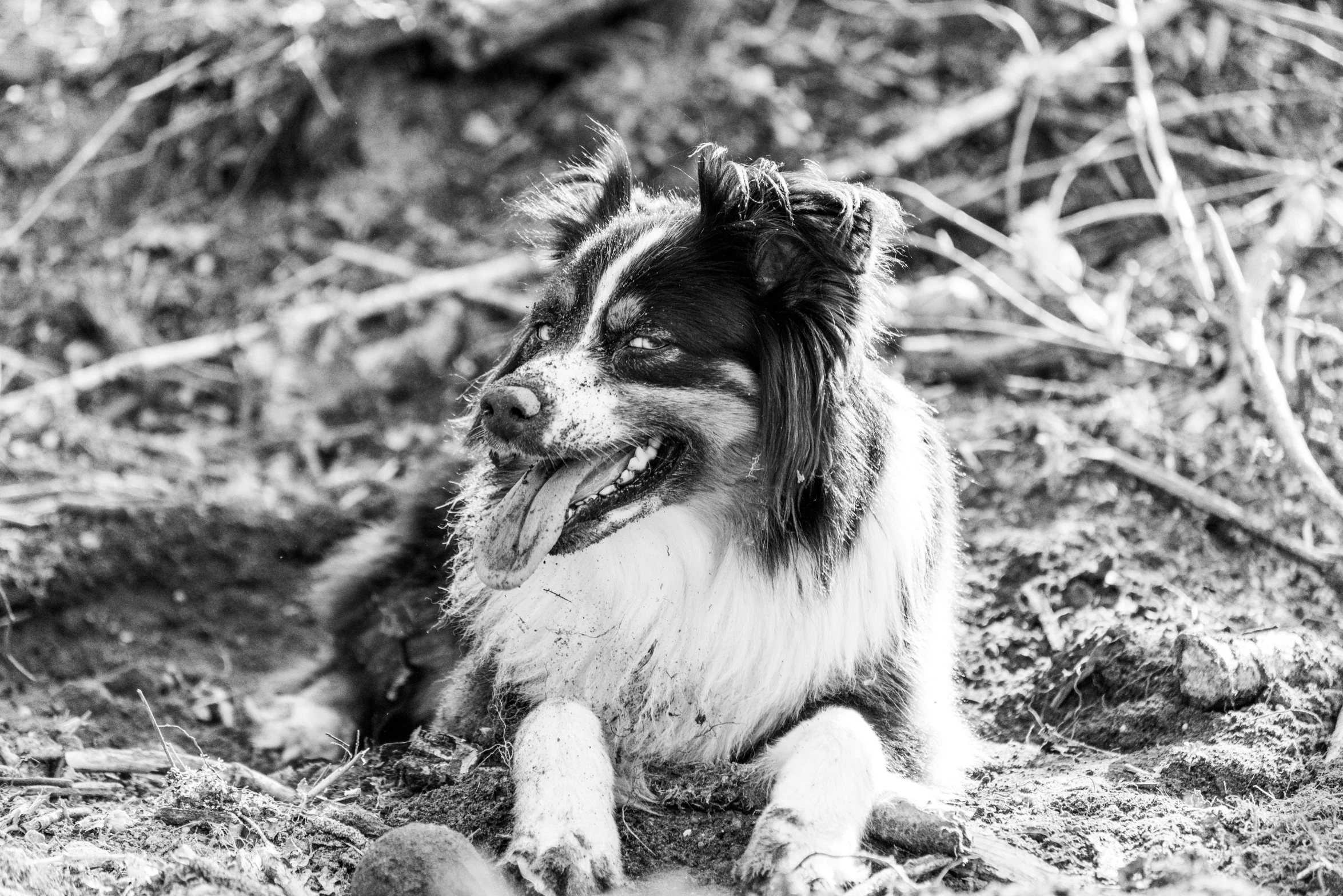 a dog sitting in the grass on the ground