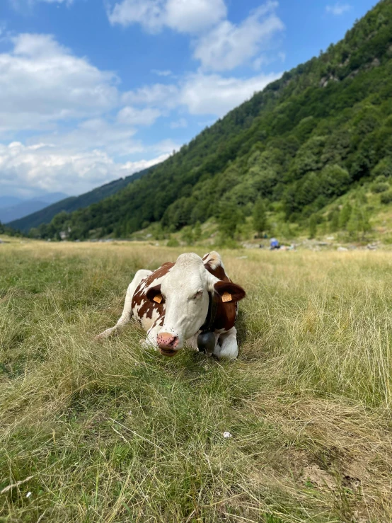 a cow resting in a field of grass with mountains in the background