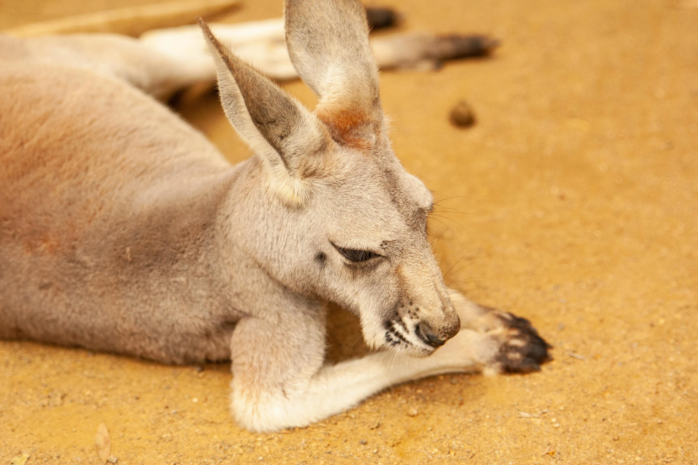 a kangaroo lays on its side on the ground