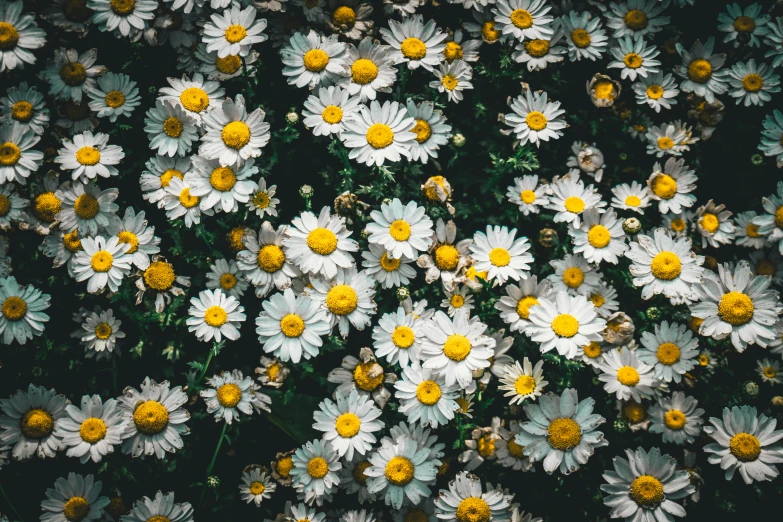 an up close view of white daisies in a field