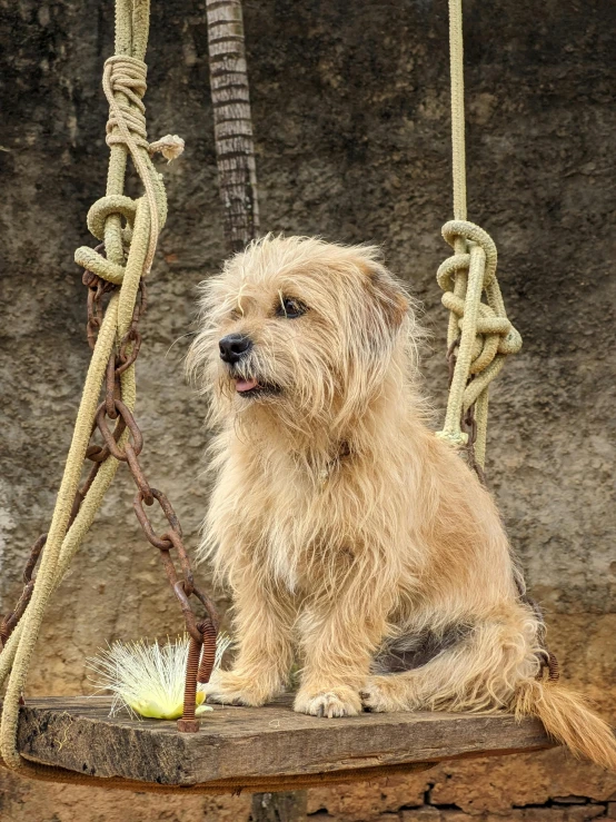 a dog sits on the swing looking at the camera