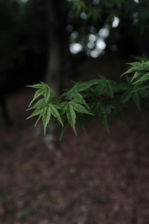 green leaves are growing in the dark