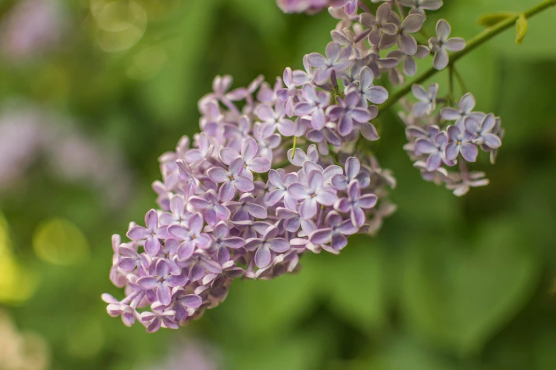 purple flowers with leaves and stems in the air