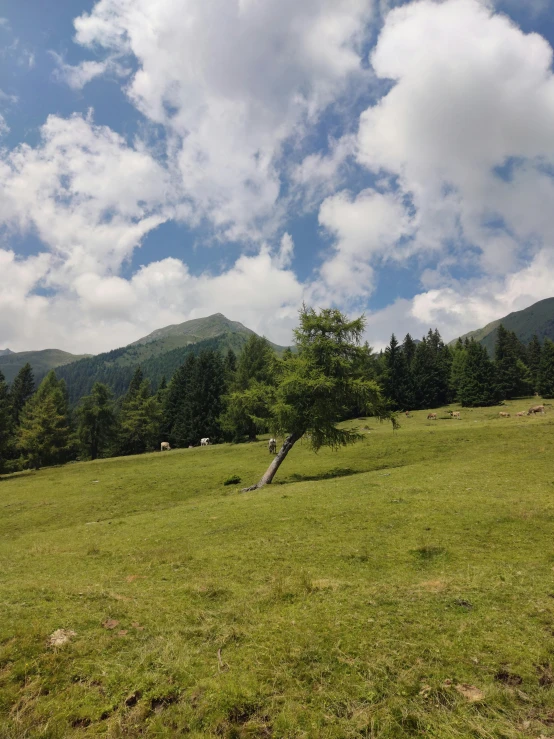 a field in the foreground is a large tree and mountains