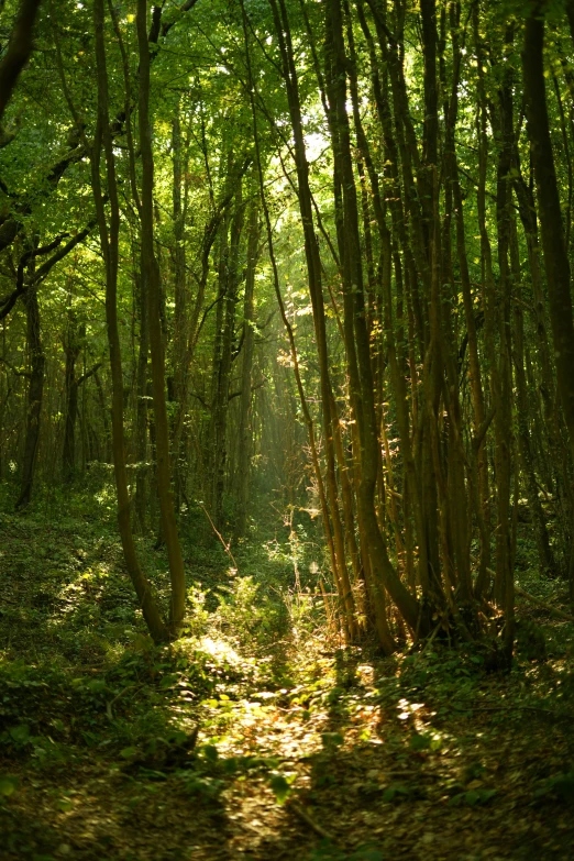 a path through a forest with green foliage on it