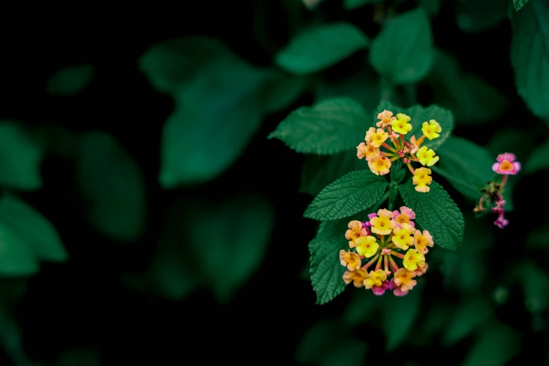 small yellow and pink flowers sit on top of green leaves