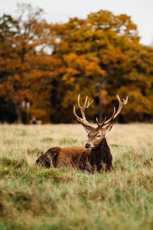 a red deer sitting in a field next to a forest