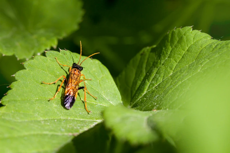 a bug sitting on top of a leaf covered in water drops