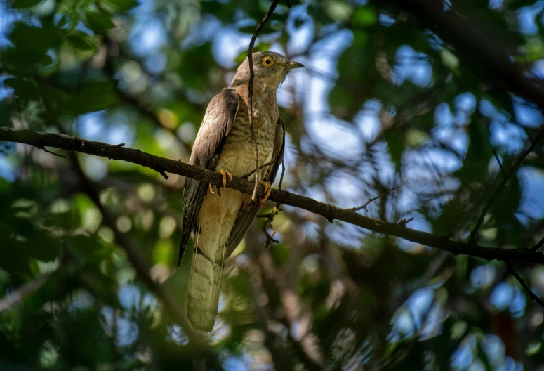 a small bird sitting on the nch of a tree