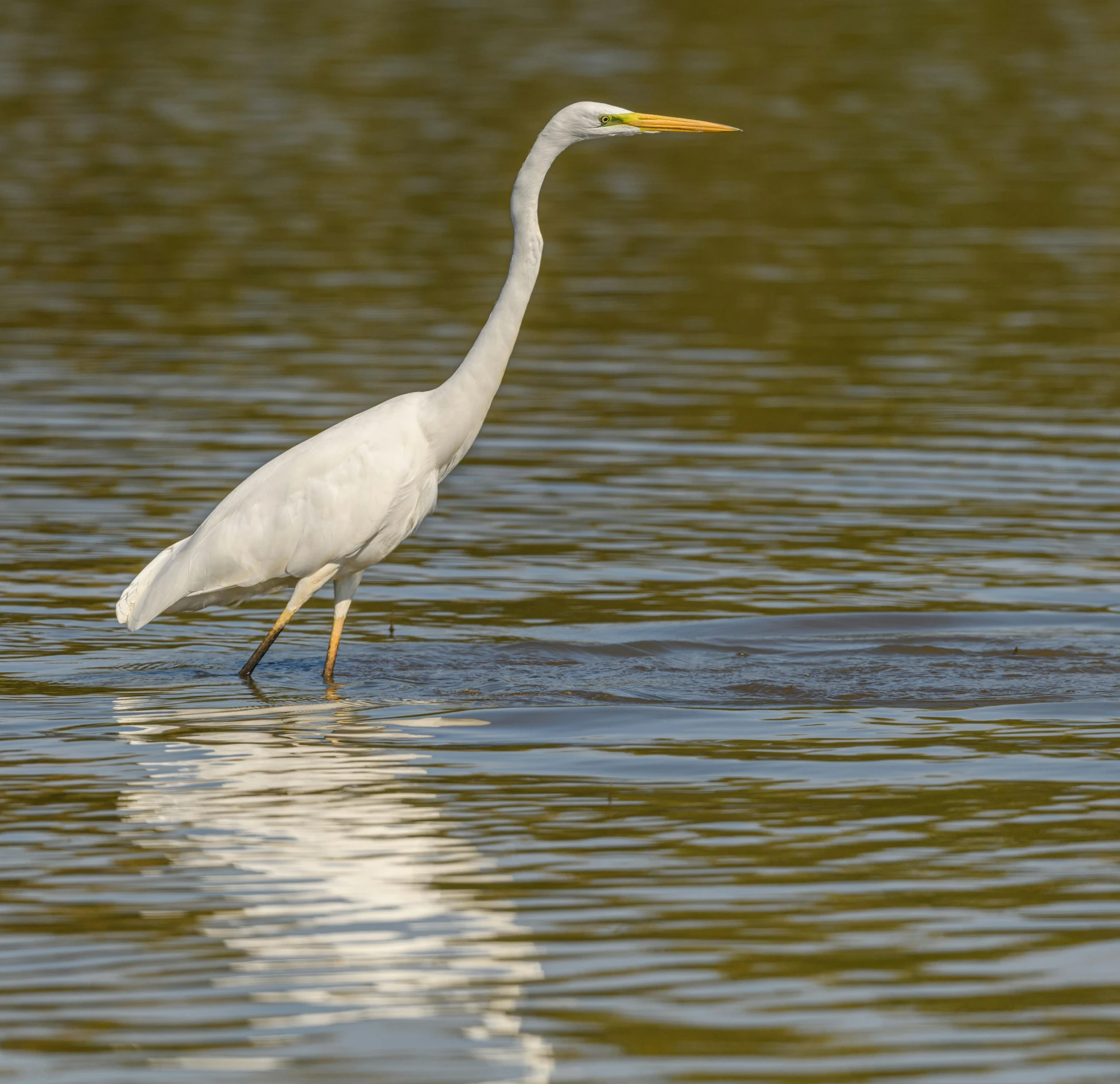 there is a white crane that is standing in the water