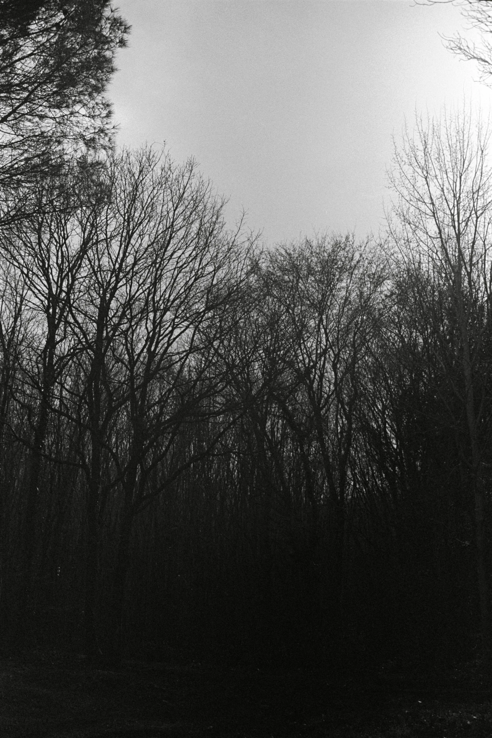 a lone street light is lit up over a grove of trees