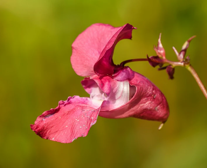 a flower with a few petals growing in it