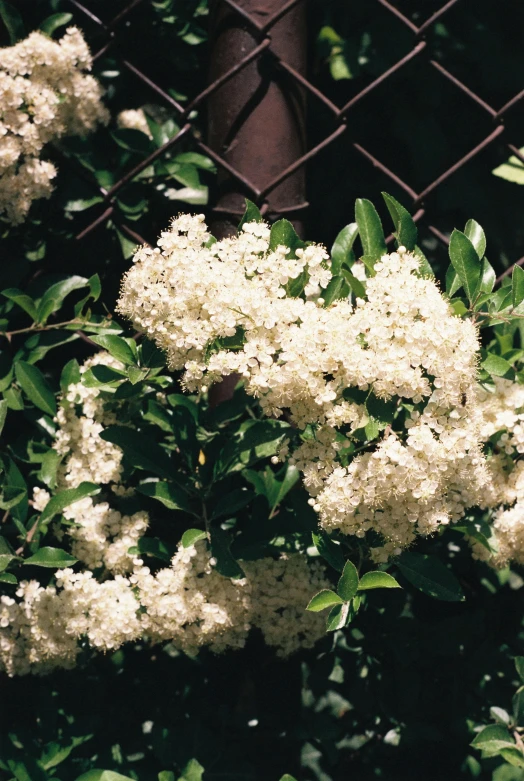 some pretty white flowers hanging by some bushes