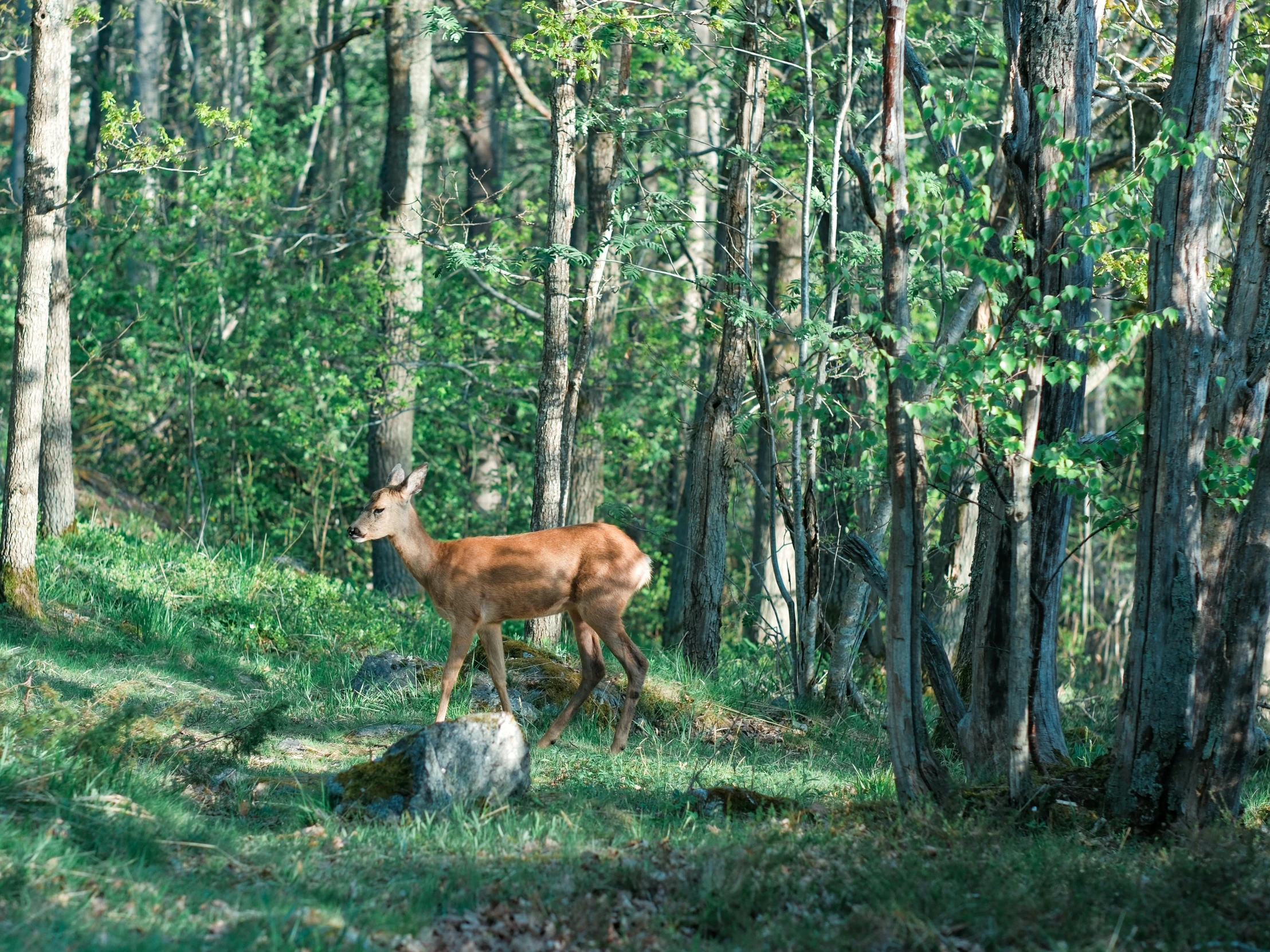 a deer in the woods standing by itself