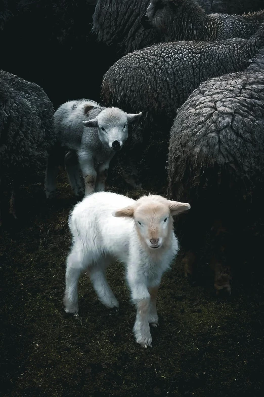 an infant sheep with a group of other sheep behind them