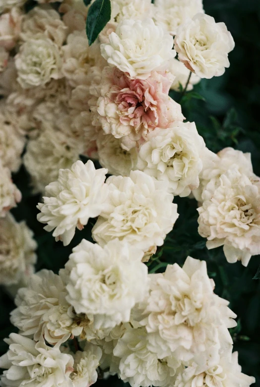 a bunch of flowers that are white in color