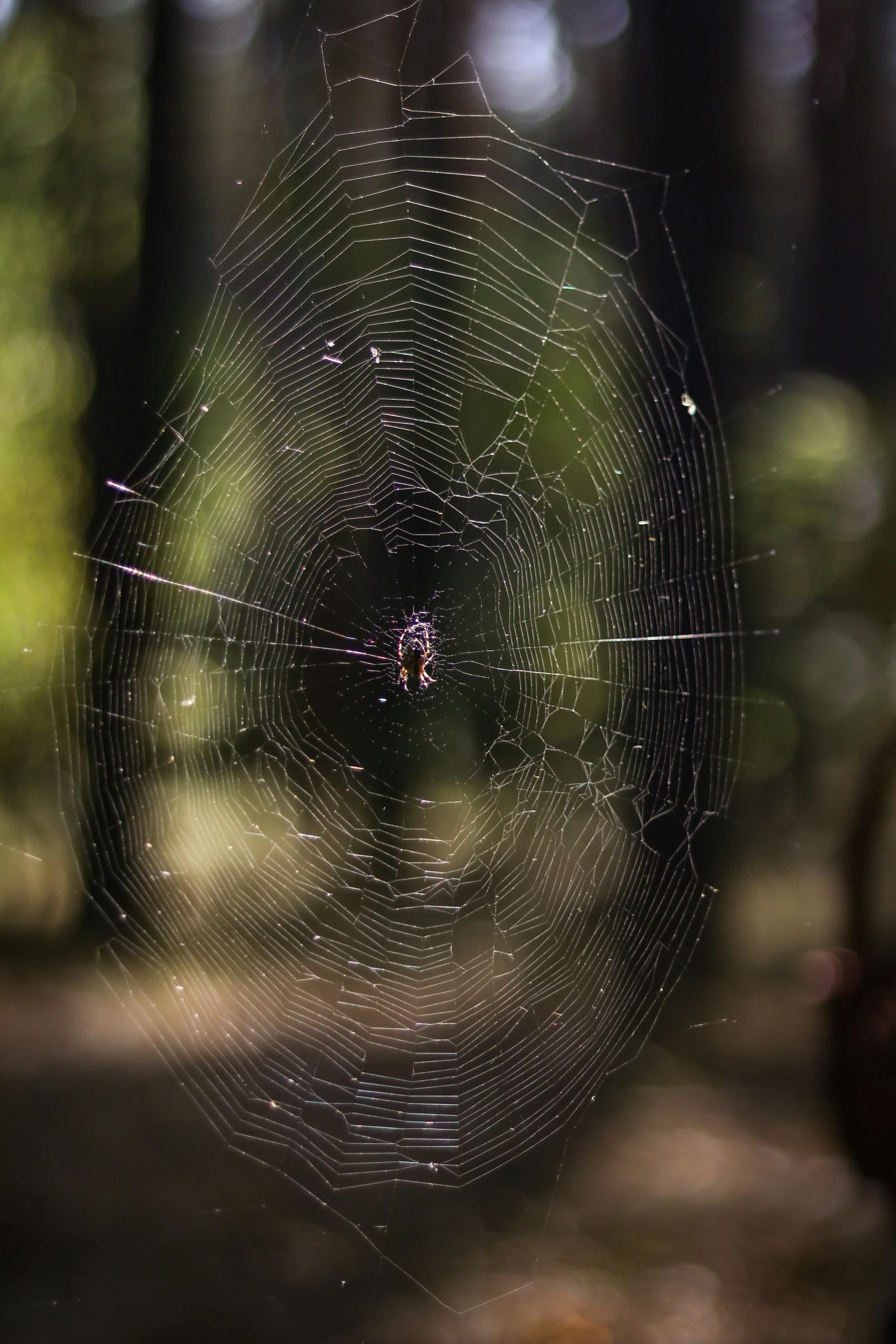 an intricate spider web in the middle of a forest