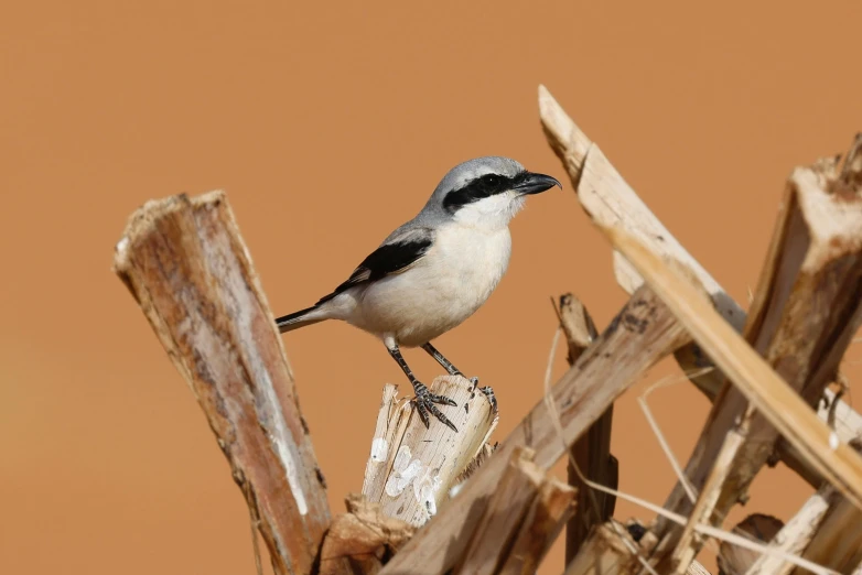 a white and black bird sitting on dead wood