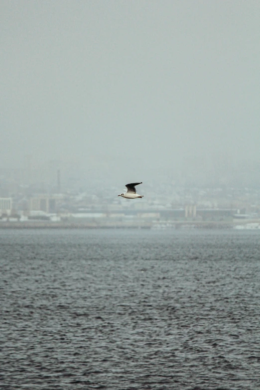 a bird flying low over the water with a city in the background