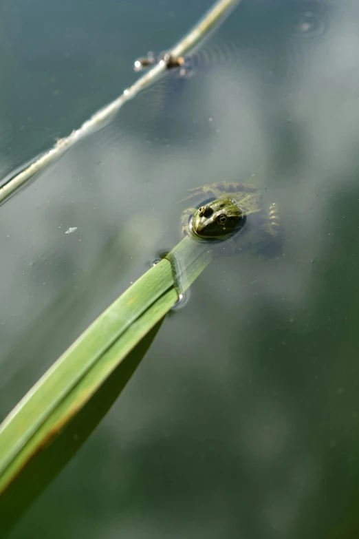 a frog swimming on a very still pond