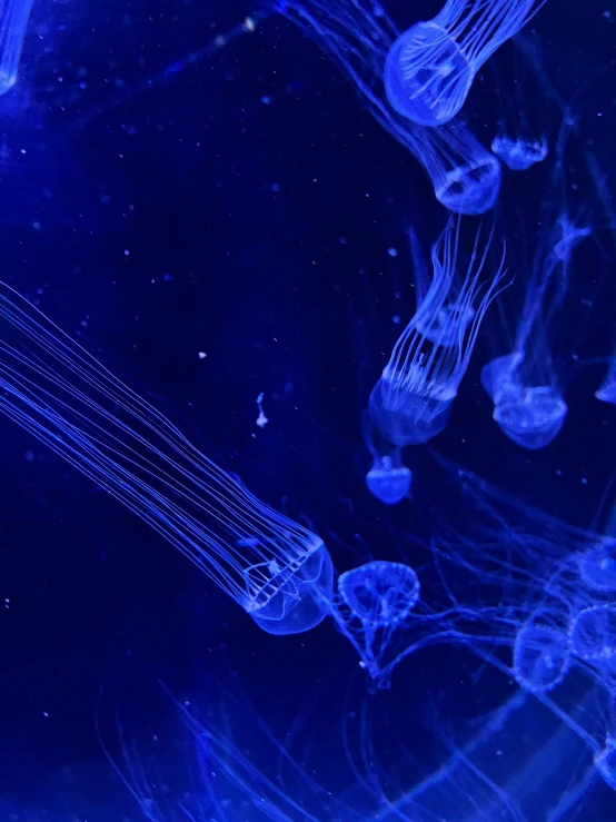 several jellyfish swimming together in the water