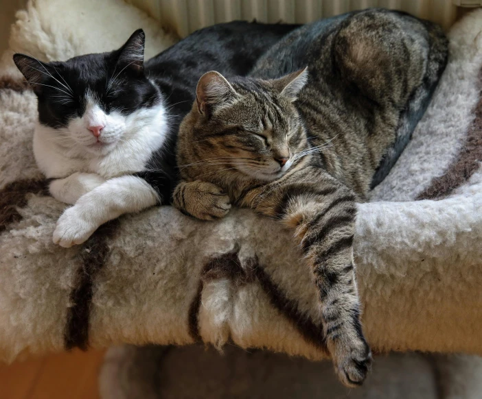 two cats are lying down in the couch