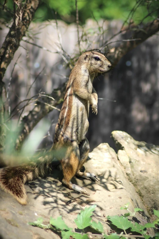 a squirrel standing on one leg and his tail sticking out