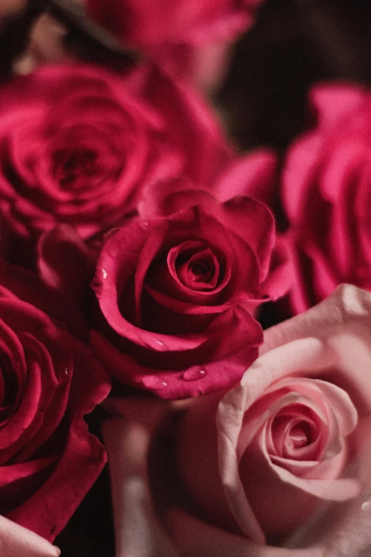 a group of roses that are in some water