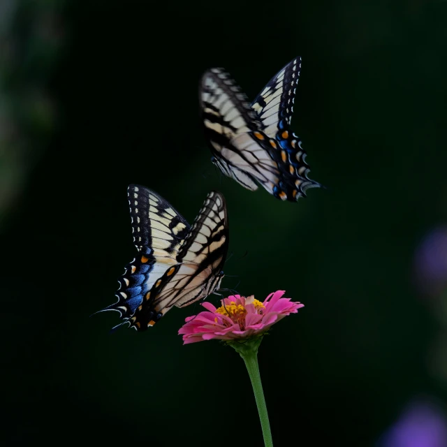 two erflies are flying on a flower