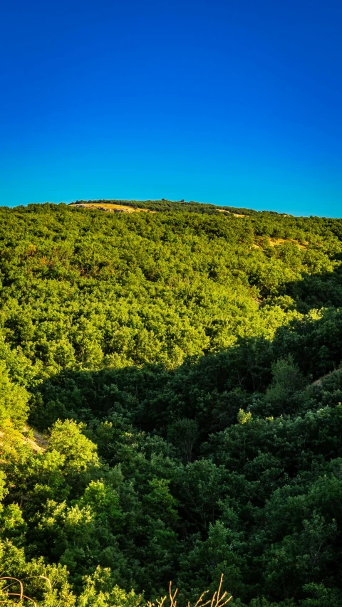 view of trees and grass from top of a hill