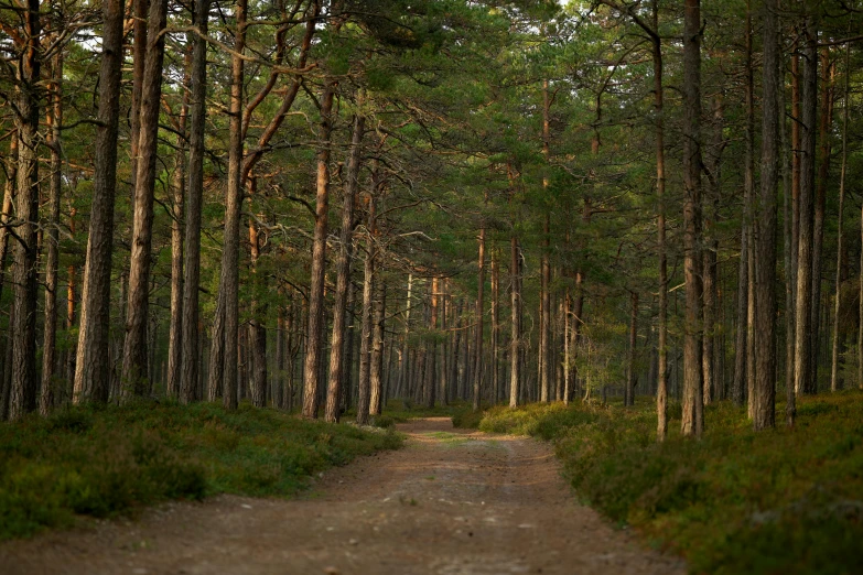 a dirt road that goes through the forest with lots of trees