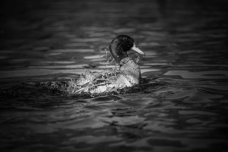 a bird on the water with his head up