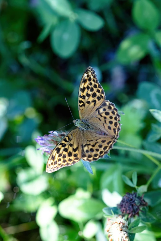 an orange and brown erfly sitting on a plant