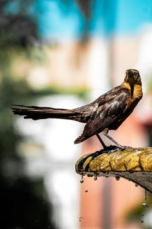 a bird perched on the side of a metal object