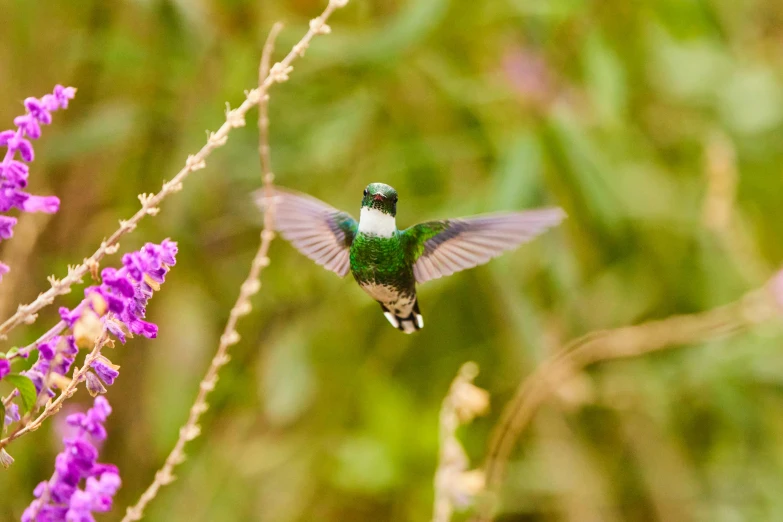 a green bird flying with its wings spread