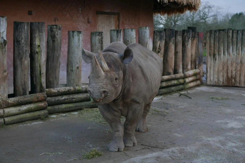 a rhino is standing next to a building