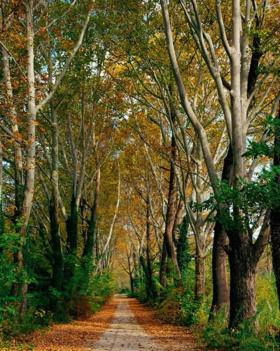 the road has many trees lining it in the woods