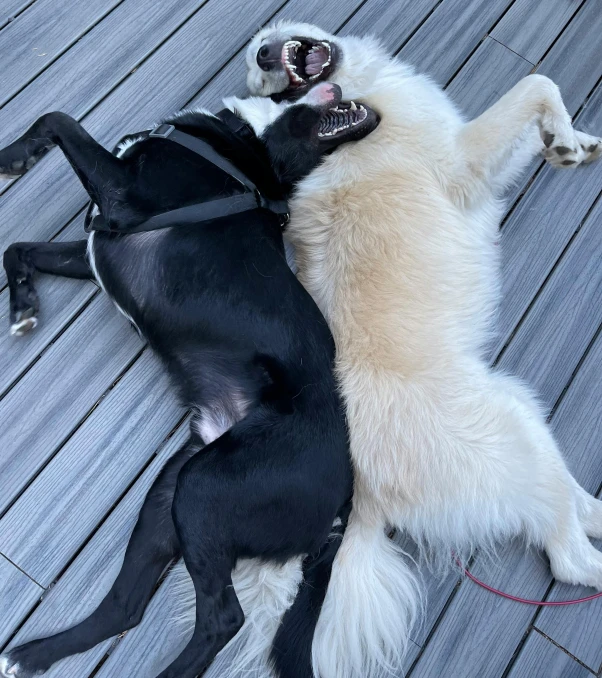 two large dogs cuddling together while lying on the deck